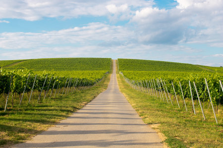 A road in between vineyards against a cloudy skyの写真素材