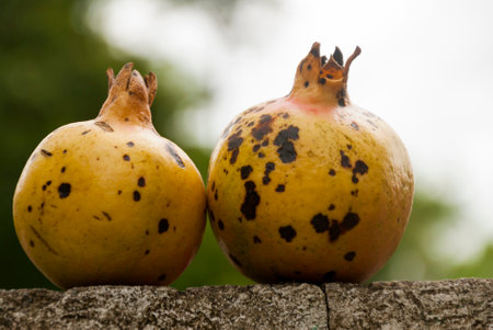 Whole yellow pomegranate on concrete wall natural light