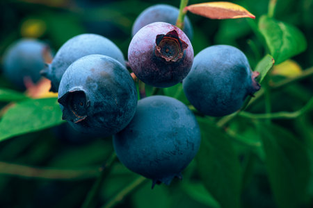 A close-up shot of ripe blueberries on the bushの写真素材