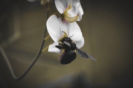 A macro shot of a black bee on a purple orchid flower against a blurred background