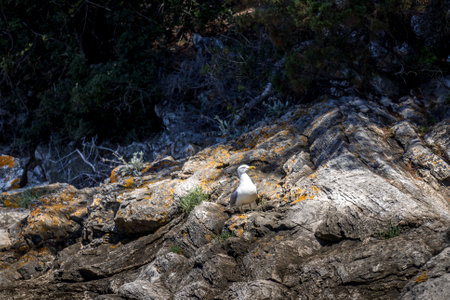 A view of a tiny white bird sitting on the stones n a sunny day in Croatia, Dalmatien, Korculaの写真素材
