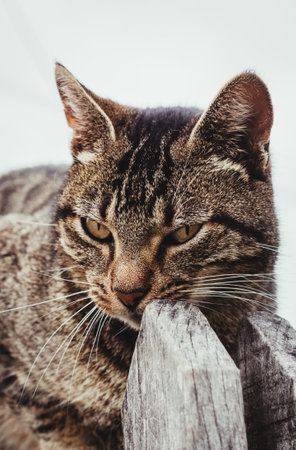 A vertical closeup of a gray tabby cat.の写真素材