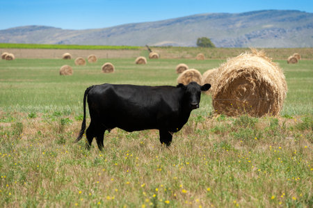 A black cow in the field with a bale of grass