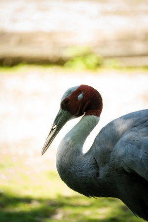A vertical closeup shot of a beautiful brolga bird