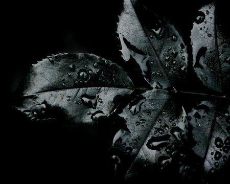 A macro shot of dewdrops on the surface of leaves with dark backgroundの写真素材