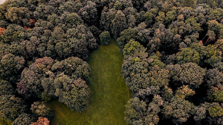 An aerial view of an enchanting thick forest