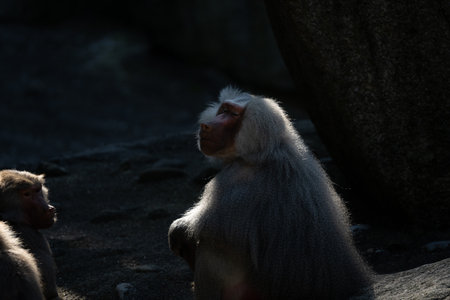 A closeup shot of Hamadryas baboon at a zoo