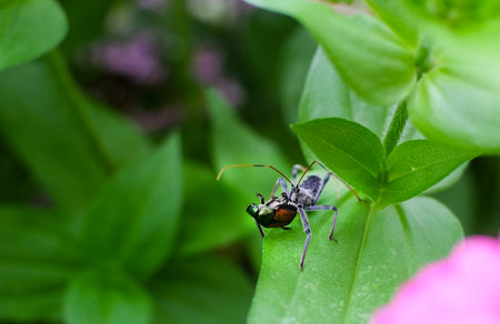 A closeup of the green leaves with insects.の写真素材