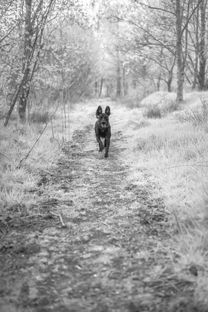 A black and white shot of a running dogの写真素材