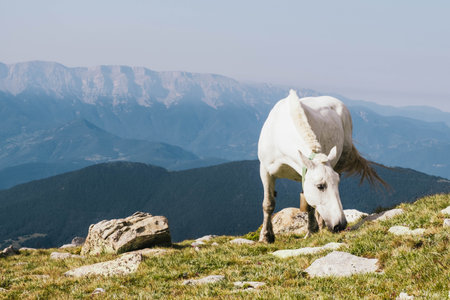 The white horse grazing in fieldの写真素材