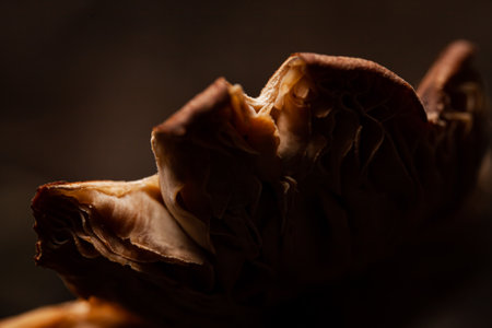 A closeup shot of a mushroom on a dark backgroundの写真素材