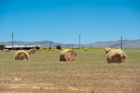 A beautiful view of round grass bales in the fieldの写真素材