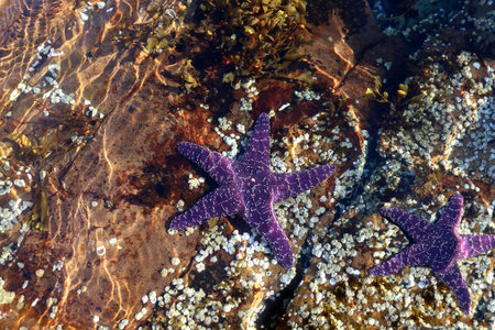 Two purple sea stars under the water in Pacific Ocean at Beachcomber Regional park in Nanoose Bay,...