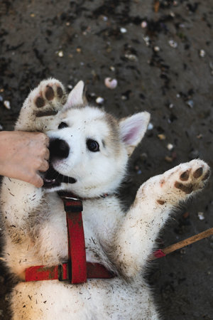 A puppy playing on the groundの写真素材