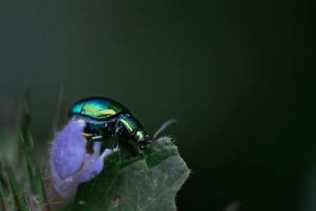 A macro shot of a metallic green beetle on a purple flower against a blurred background