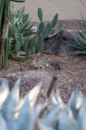 A beautiful shot of a squirrel the cactus field