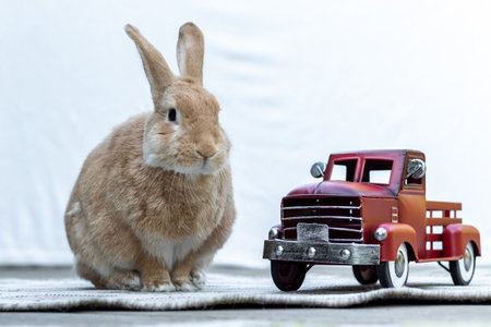 The rabbit and the toy carの写真素材