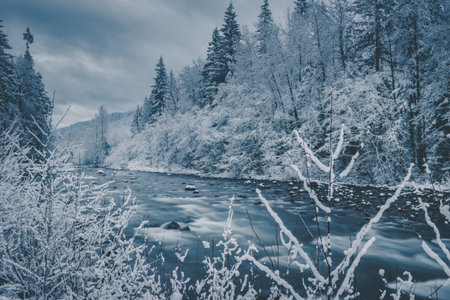The beautiful view of the winter forest with the river.の写真素材