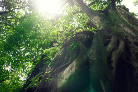 A low-angle shot of rocks and landscapes covered with green plants in springの写真素材