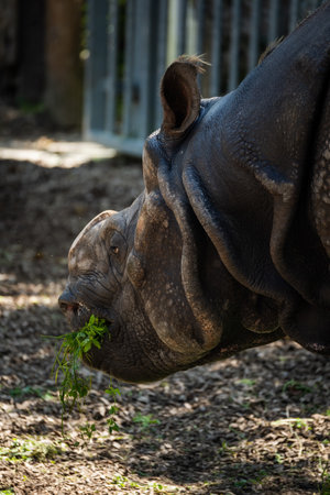 A closeup shot of a wrinkly rhino eating grass on a meadowの写真素材