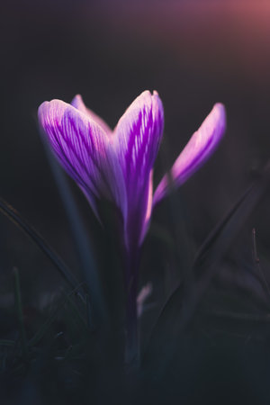 A selective focus of purple crocus flower against a blurred backgroundの写真素材