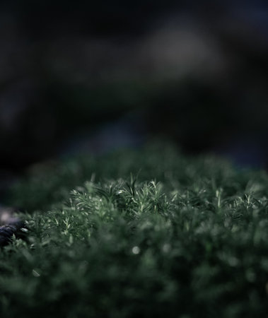 A selective focus of green leaves of bushes against a dark blurred backgroundの写真素材