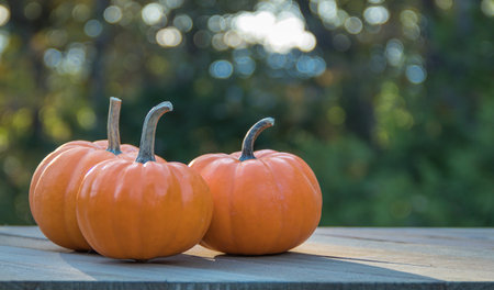 A beautiful shot of pumpkins in the fieldの写真素材
