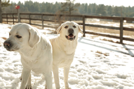 A closeup shot of two Labrador Retriever dogs outdoors in winterの写真素材