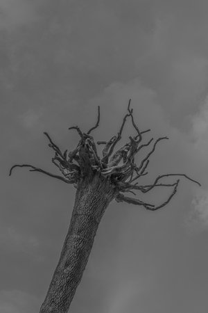 A vertical grayscale shot of a thin tree trunk with small branches coming out of itの写真素材
