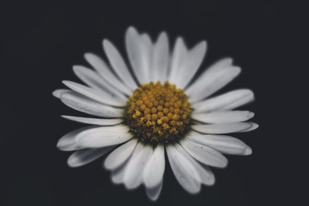 A closeup shot of a white daisy flower blooming in a garden against a dark backgroundの写真素材