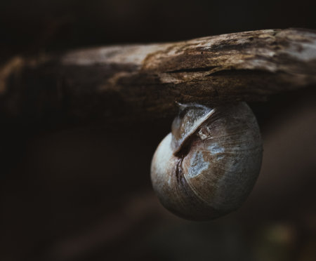A closeup shot of a land snail sticking under a dead branchの写真素材