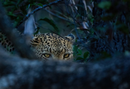 A closeup of a leopard sneaking behind trees at a forestの写真素材