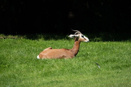 A beautiful gazelle resting on a sunny meadowの写真素材