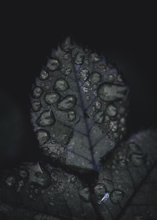 A macro shot of dewdrops on the surface of leaves with dark backgroundの写真素材