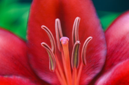 A closeup of the red hybrid lily flower stigma.の写真素材