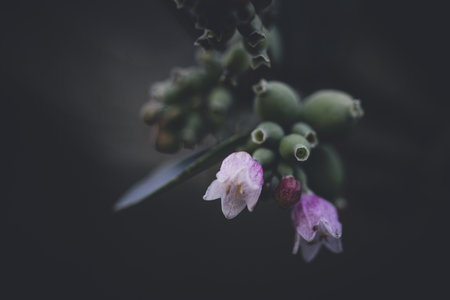 A closeup shot of snowberries with purple flowers against a blurred backgroundの写真素材
