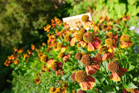 Selective focus shot of decorative red and orange garden flowers on a sunny summer day.
