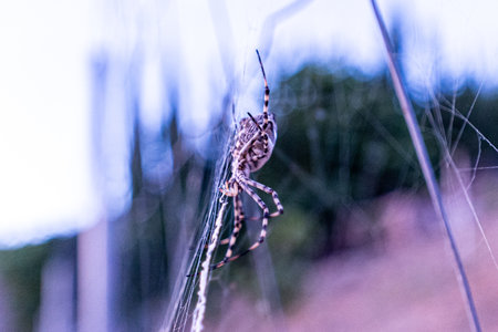A white striped spider on a web