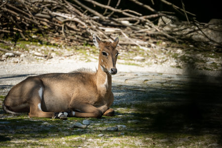 A beautiful brown deer in a parkの写真素材