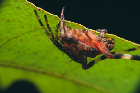 A close-up shot of a spider on the green leafの写真素材