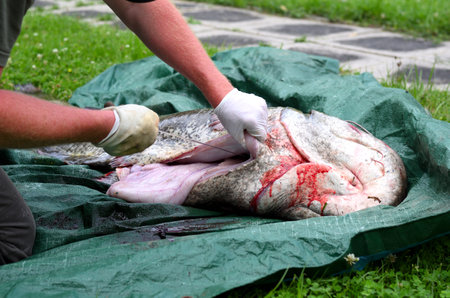 A closeup shot of a fish before cooking
