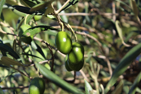 a selective focus shot of green olivesの写真素材