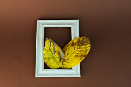 A top view of two autumn leaves in a white picture frame with a burgundy backgroundの写真素材