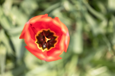 A selective focus shot of a red tulip in the field