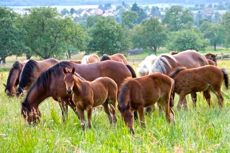 A closeup shot of horses grazing in a rural area in Oden Wald near Waldronの写真素材