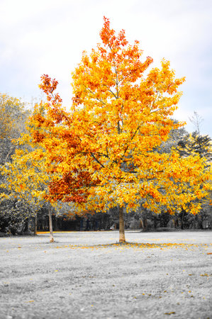 A vertical shot of a bright yellow tree in a grayscale parkの写真素材