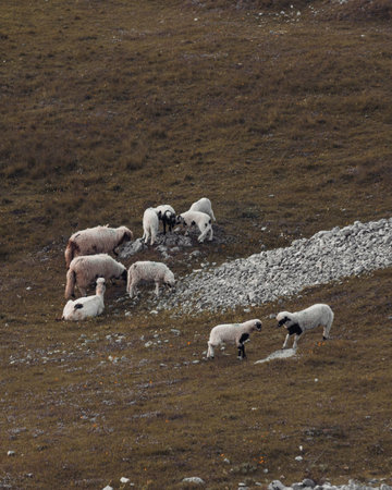 A herd of sheep grazing on the mountains