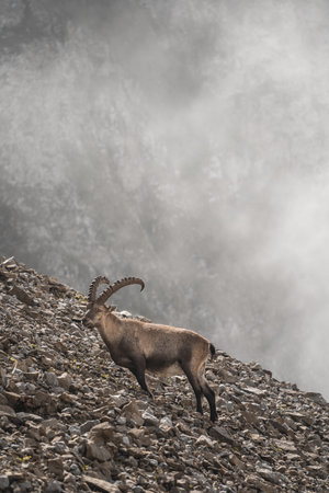 A vertical shot of an ibex at Mount Pilatus, Switzerland