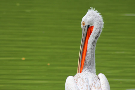 A closeup shot of a Dalmatian pelicanの写真素材