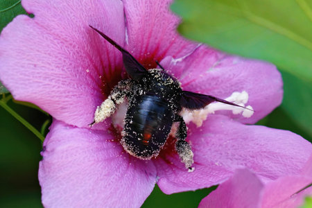 The black Xylocopa violacea or violet carpenter bee pollinating the stamen of a beautiful purple...
